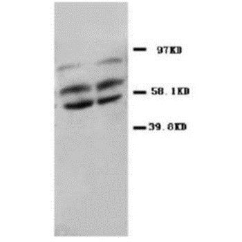 Anti-PP2A-alpha/PPP2CA Antibody