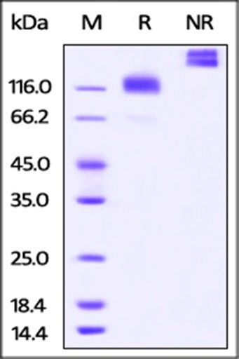Cynomolgus M-CSF R Protein, Fc Tag