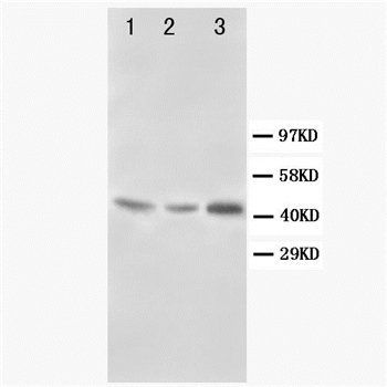 Anti-Decorin/DCN Antibody