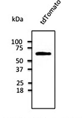 tdTomato antibody