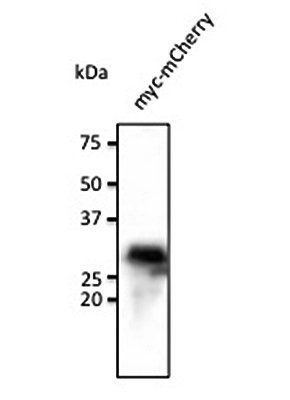 myc antibody