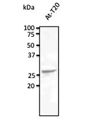 Rab5c antibody