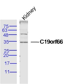 C19orf66 antibody