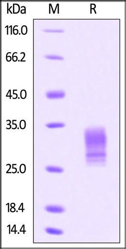 Human Gremlin Protein, His Tag
