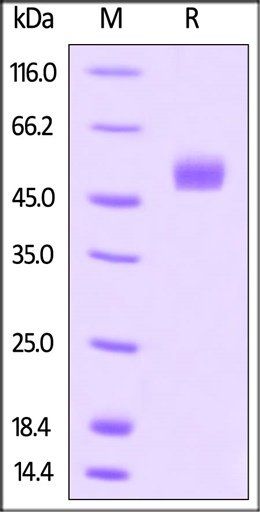 Human Gremlin Protein, Fc Tag