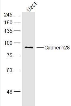 Cadherin28 antibody