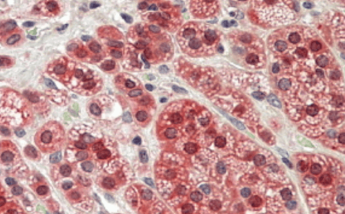 Goat anti-MTR Antibody