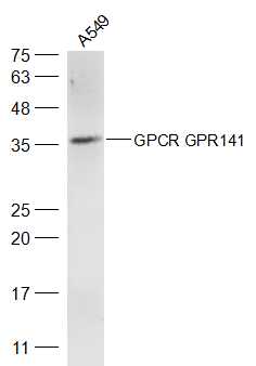 GPCR GPR141 antibody