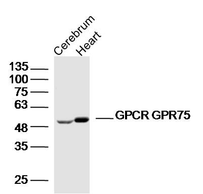 GPCR GPR75 antibody