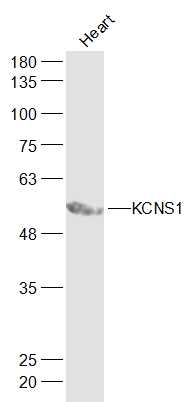KCNS1 antibody