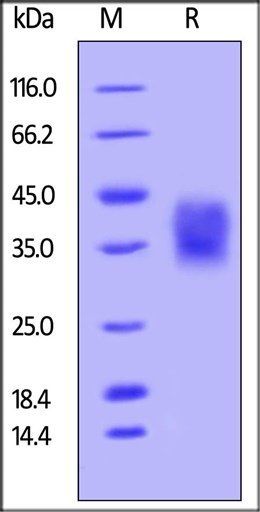 Human CD47 Protein, His-Avi Tag