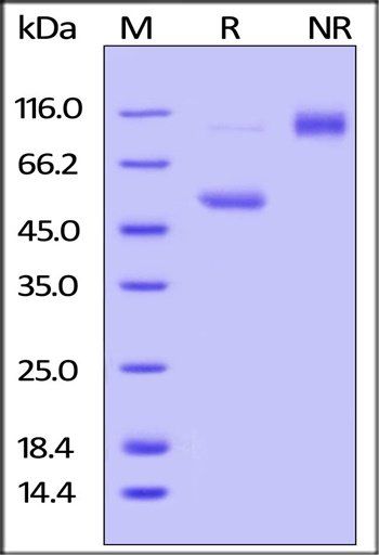Mouse CD40 Ligand / TNFSF5 Protein