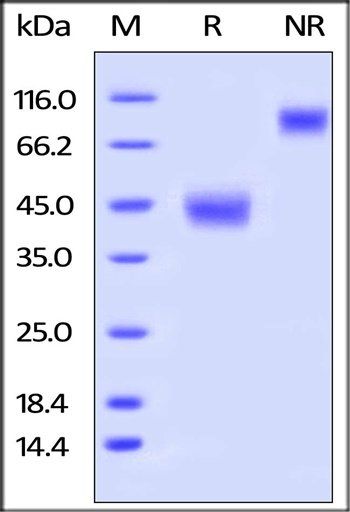 Human LAP (TGF-beta 1) Protein