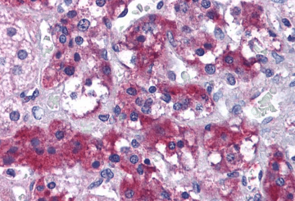 Goat anti-MERTK Antibody