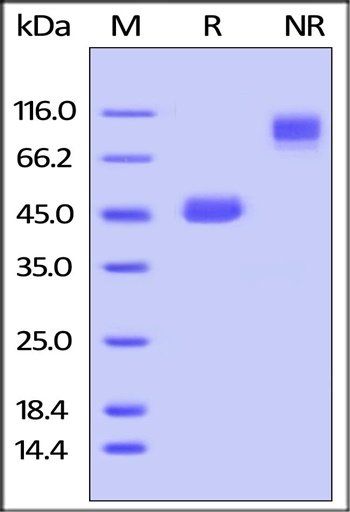 Mouse GITR Ligand Protein, Fc Tag