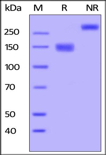 Human VEGF R3 Protein, Fc Tag