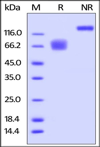 Human CD58 / LFA-3 Protein