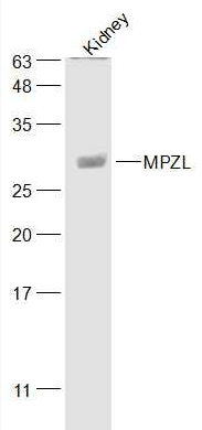 MPZL antibody