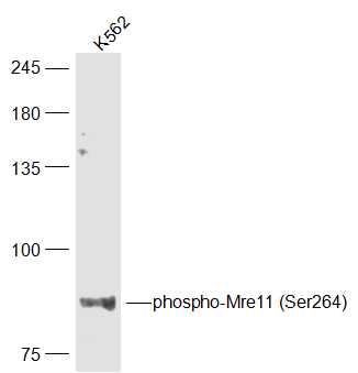 Mre11 (phospho-Ser264) antibody