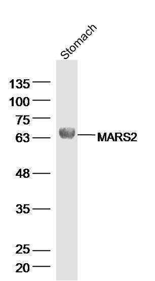 MARS2 antibody