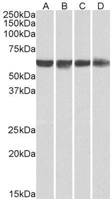 Goat anti-PTBP1 / PTB Antibody