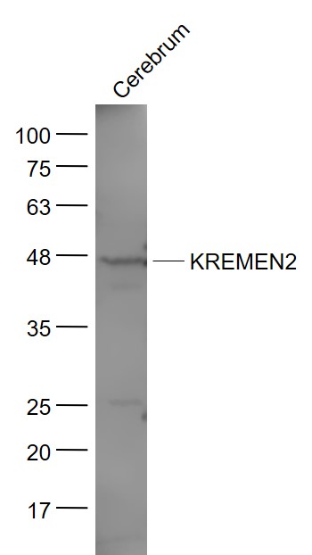 KREMEN2 antibody