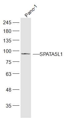 SPATA5L1 antibody