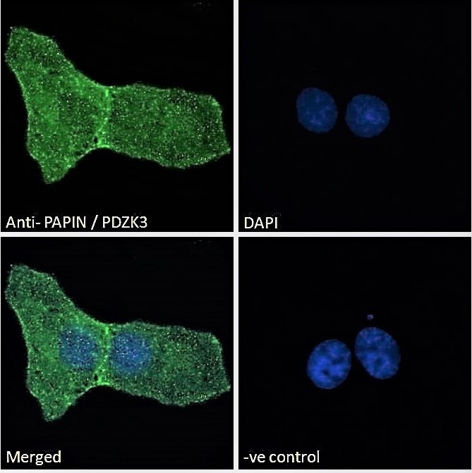 PAPIN antibody