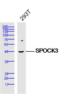 SPOCK3 antibody