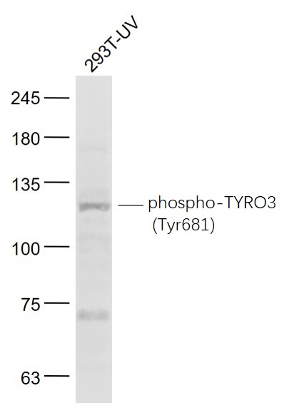 TYRO3 (phospho-Tyr681) antibody