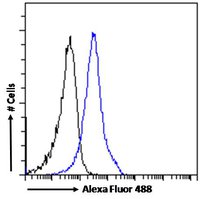 Goat anti-BAF53A and BAF53B Antibody