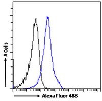 ACTL6A / ACTL6B antibody