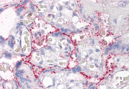 Goat anti-RASIP1 / RAIN Antibody