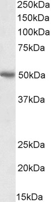 Goat anti-CD274 / PD-L1 Antibody