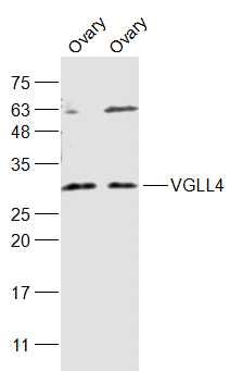 VGLL4 antibody