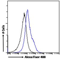 Goat anti-OGFR Antibody