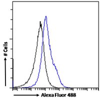 Enkephalin antibody