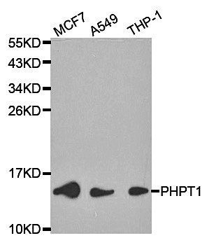 PHPT1 antibody