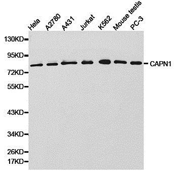 CAPN1 antibody