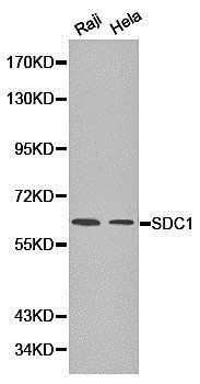 Syndecan 1 antibody