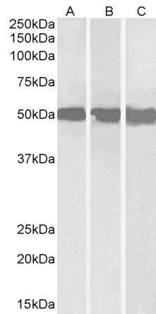 Goat anti-DEAD-box protein 6 Antibody