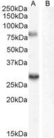 Goat anti-SV2A Antibody