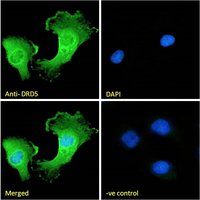 DRD5 antibody