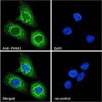 Goat anti-P4HA1 Antibody