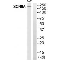 SCN9A Antibody