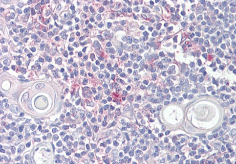 Goat anti-LITAF Antibody