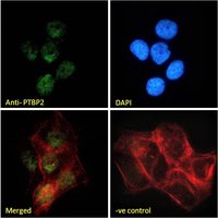 Goat anti-PTBP2 Antibody