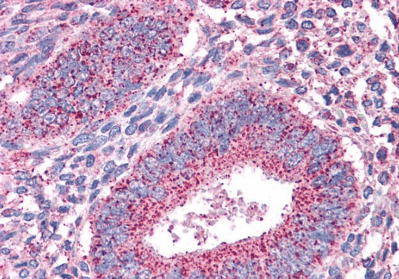 Goat anti-PTPRM Antibody