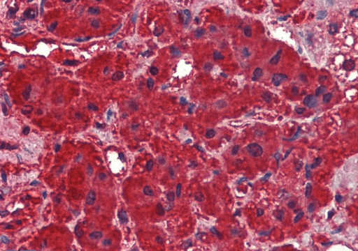 Goat anti-Dynamin 3 Antibody