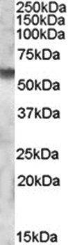 Goat anti-IDS Antibody